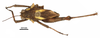 CollectionObject 1567603; 380b7015-b89c-4934-ad1c-775f7325b448: male, dorsal view (holotype). (CollectionObject).
