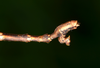 Caribbiopheromera jamaicana Zompro, 2001: copyright Paul D. Brock. male: end of abdomen, lateral view (culture stock 2014 ex. Trinidad). (Otu).