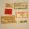 CollectionObject 1533435; e4f8e4d1-e9f3-4835-82fd-de4910e40be8: labels (holotype). (CollectionObject).