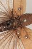 CollectionObject 1505753; b92c13b8-ff18-43fb-8d0d-5883deb1eff0: male, dorsal view (holotype). (CollectionObject).