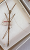 CollectionObject 1561485; ANSP(SF IMPORT DUPLICATE) 5144, 81fa3c39-85eb-49b6-aa37-0aa31212c88a: copyright ANSP. male Sermyle phalangiphora (holotype). (CollectionObject).