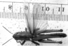 CollectionObject 1530565; 7129a7b7-ef8c-4347-896e-adf9ac8e84b0: Image Carbonell, C.S. male, dorsal view (syntype or lectotype). (CollectionObject).