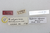 labels (paratype of Thalpomena algeriana maroccana). Depicts CollectionObject 1581049; 88f1157c-625c-4334-bd4c-3cf590ff43b1, a CollectionObject.