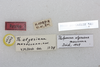 CollectionObject 1581049; 88f1157c-625c-4334-bd4c-3cf590ff43b1: labels (paratype of Thalpomena algeriana maroccana). (CollectionObject).