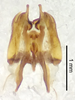 CollectionObject 1523730; 931255aa-f604-41a0-b50c-d18b3b77de3c: male genitalia, ventral view (holotype). (CollectionObject).