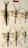 CollectionObject 1560433; 8f504723-d8f8-4d37-b855-5841d775d064: copyright ZMUH, Hamburg. female of synonym Parapygirhynchus catenatus (lectotype / also 2 female juv. paralectotype nymphs). (CollectionObject).
