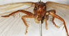 CollectionObject 1531283; 686a8d1e-bbd5-448a-9cef-03c5d533e458: female, frontal view (holotype). (CollectionObject).