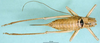 CollectionObject 1502860; f6c44072-45aa-464c-8ea5-1cdfc44efec8: female, dorsal view (paratype). (CollectionObject).