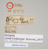 Calynda quadrilobulata Brunner von Wattenwyl, 1907: copyright Natural History Museum, London. female, data labels (holotype). (Otu).