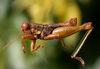 Apacris aberrans (Giglio-Tos, 1894): male. (Otu).