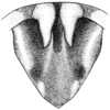 Melanoplus triangularis Hebard, 1928: Pl. 25, Fig. 5. male, furcula and supra-anal plate, dorsal view. (Otu).