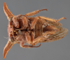 Habitus ventral view on Platycentrus acuticornis Stål, 1870: (Observation).