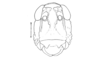 Atacamacris diminuta Carbonell & Mesa, 1972: Fig. 12. female, head, frontal view. (Otu).