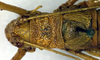 CollectionObject 1565152; d9a394e9-b0da-4ed3-b723-76943328e4bc: male, dorsal view (syntype). (CollectionObject).