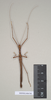 CollectionObject 1557206; NHMUK(SF IMPORT DUPLICATE) 844748, 05419db8-951b-49b9-9e62-e5a487ac9425: copyright Natural History Museum, London. male (holotype). (CollectionObject).