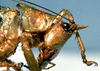 CollectionObject 1531682; a92d4653-24ab-4caa-bf23-d31984e36c16: female head and pronotum, lateral view (syntype). (CollectionObject).