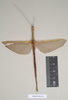 CollectionObject 1562007; bf9e0dbf-20a9-4e8b-ac10-07475d47ac89: copyright Natural History Museum, London. female of Necroscia carterus (syntype). (CollectionObject).