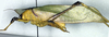 CollectionObject 1500503; dfc38884-7aad-4664-9e3f-a9dc9fd69d42, DORSA BTarascuHTM: male, lateral view (holotype). (CollectionObject).