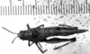 CollectionObject 1567136; d99cf804-b868-48bf-981a-715014fb67cf: Image Carbonell, C.S. female, dorsal view. (CollectionObject).
