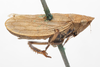 Habitus, lateral view: !! display not done !! on Prairiana cinerea (Uhler, 1877): (Observation).