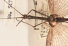CollectionObject 1559100; 846dd4a6-f5ad-4e74-9ee3-49c216e2fe04: copyright OUMNH. male: head & thorax, dorsal view (holotype). (CollectionObject).