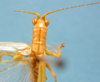 CollectionObject 1542973; 9bffa881-5070-4e41-9b79-11042211d360: male, pronotum and head dorsal view (syntype). (CollectionObject).