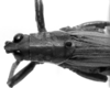 CollectionObject 1521482; 3140fed4-13db-4c3b-a453-70397598be96: Image Carbonell, C.S. male head and pronotum, dorsal view (holotype). (CollectionObject).