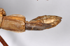 CollectionObject 1559887; 74134ed5-ba71-4aea-98fd-17ae53c90090: copyright ZMHB, Berlin. female: end of abdomen, lateral view of synonym Monandroptera parallela (holotype). (CollectionObject).