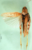 CollectionObject 1571184; 891f75bf-c880-41d1-9ef1-8fd8fcefe36e, DORSA BA000584S04: female, dorsal view (syntype of Karasicola oertendali). (CollectionObject).