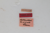 CollectionObject 1506583; cb49f7dc-4ebe-4b0b-80cf-4716726256e9: female, labels (syntype). (CollectionObject).