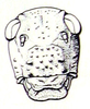 Physemacris variolosa (Linnaeus, 1758): Fig. 22.4. female face. (Otu).