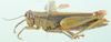 Parapropacris rhodoptera (Uvarov, 1923): female, lateral view. (Otu).