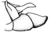 Leiotettix flavipes Bruner, 1906: Fig 26. male abdomen tip, lateral view. (Otu).
