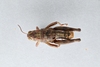 CollectionObject 2870547; CNCI 1013691, 0c1025a6-f722-44ba-a517-eb13cce5c912: Bradynotes obesa. (CollectionObject).