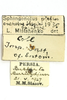 CollectionObject 1593050; 17a69624-716a-4735-8c6e-dc7fb2ea21cd: male, labels (paratype). (CollectionObject).