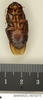 Salganea taiwanensis taiwanensis Roth, 1979: Copyright Natural History Museum, London. Paratype (adult male) in BM(NH). Ventral view. (Otu).