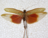 male, dorsal view. Depicts CollectionObject 1566599; NMW 7814, 846642ec-c32a-4565-9963-2b7fa74ecbd9, a CollectionObject.