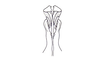 Demochares cristulatus (Stål, 1878): Fig. 96. Aedeagus (ventral view). (Otu).
