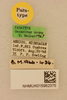 CollectionObject 2066829; NHMUK015982375, 50e76798-1d37-4d13-831d-c174ca85678e: labels (paratype). (CollectionObject).