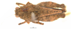 CollectionObject 1521861; OUM 718, 88680856-1173-4b6b-b379-50533c90b211: female, dorsal view (holotype of Thoradonta dentata). (CollectionObject).