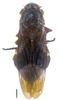 Habitus, dorsal view: !! display not done !! on Teletusa limpida (Signoret, 1856): Specimen from Parque Nacional do Itatiaia, Southeastern Brazil, by C. M. F. Silva 2014. (Observation).