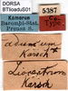 CollectionObject 1500358; 882688cc-4ebc-48a3-9519-d9406fbfcfc9, DORSA BTlioaduS01: labels (male syntype). (CollectionObject).