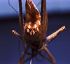 CollectionObject 1506714; 7310c0d3-326f-4c81-a2b9-b8ada407d149: male abdominal apex (syntype of Kirkaldyus manteri). (CollectionObject).