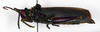 CollectionObject 1527164; 4cd3ee20-1ee4-4844-ab75-f1307c8b39c5: female, lateral view (holotype). (CollectionObject).