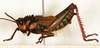 CollectionObject 1586774; NMW 17625, db10406c-db9f-4ccb-9e5d-167bf848bc0b: male, lateral view. (CollectionObject).