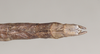 CollectionObject 1561924; NHMUK(SF IMPORT DUPLICATE) 844827, bc8db473-e88c-473e-8bf4-53f35d8c9888: copyright Natural History Museum, London. female: end of abdomen, dorsal view of Necroscia atricoxis (holotype). (CollectionObject).