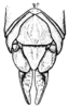 Pachyossa signata Rehn, 1913: Fig. 16. female genital segment, dorsal view. (Otu).