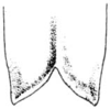 Rhabdocerca caudelli (Rehn & Hebard, 1914): male, subgenital plate, ventral outline. (Otu).