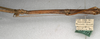 CollectionObject 1559256; NMW 515, 59f7e5ab-c645-4781-9cd8-7fa674fbc5d1: copyright NMW, Vienna. female: head and thorax, lateral view of synonym Carausius excelsus (syntype). (CollectionObject).