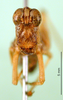 CollectionObject 1500924; fd615313-ac80-440d-8e0d-b263c78c20c8: female, frontal view (holotype). (CollectionObject).